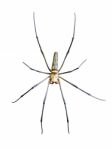 Golden Orb Spider (nephila Pilipes) Stock Photo