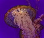 Photo Of A Beautiful Deadly Jellyfish Swimming Stock Photo