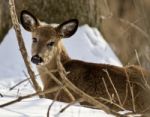 Beautiful Isolated Photo With A Cute Wild Deer Laying On The Snow In The Forest Stock Photo