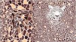 Abstract Texture Of Giraffe And Leopard Stock Photo
