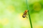 Flower Fly Stock Photo