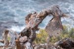 Dead Prickly Pear (opuntia) Stock Photo