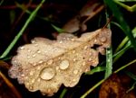 Dead Leaf Stock Photo