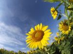 Sunflowers Stock Photo