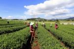 Dalat, Vietnam, June 30, 2016: A Group Of Farmers Picking Tea On A Summer Afternoon In Cau Dat Tea Plantation, Da Lat, Vietnam Stock Photo