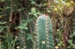 Cactus With Dangerous Thorns Stock Photo