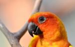 Sun Conure Stock Photo