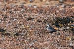 Pied Wagtail (motacilla Alba) Stock Photo