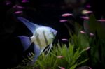 Angle Fish In Aquarium Stock Photo