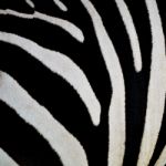 Common Zebra Skin Stock Photo