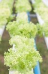 Closeup Green Coral Plants On Hydrophonic Farm Stock Photo