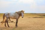 Portrait Full Body Of Beautiful White Male Horse With Perfect Rim Light Against Wide Meadow Landscape Stock Photo