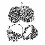 Line Drawing Of Rambutan -simple Line Stock Photo