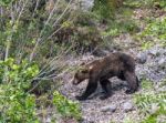 Brown Bear In Asturian Lands Stock Photo