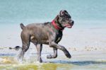 Italian Cane-corso Stock Photo