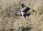 Wild Dogs In Namibia Stock Photo