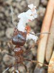 Ant Outside In The Garden Stock Photo