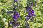 Bumblebee Flies Over Amethyst Sage Stock Photo