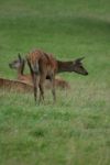 Deer Stock Photo