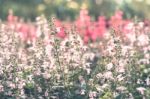 Colorful Flowers For Background Stock Photo