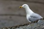 European Herring Gull (larus Argentatus) Stock Photo