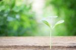 Growing Plant On Wooden Table Stock Photo