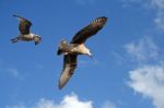 Seagulls Stock Photo