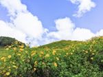 Mexican Sunflower On The Hill At Mae Hong Sorn ,thailand Stock Photo