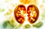 Human Kidney Cross Section Stock Photo