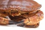 Cancer Pagurus Sea Crab On White Background Stock Photo