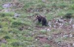 Brown Bear In Asturian Lands Stock Photo