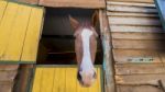 Horse Peaking On Stable Stock Photo