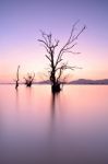 Mangrove Trees Stock Photo