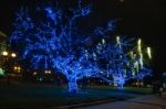 Trees Decorated For The Holiday Stock Photo