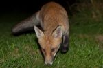 Wild Red Fox Stock Photo