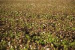 Cotton Field In Oakey, Queensland Stock Photo