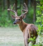 Beautiful Isolated Image Of A Wild Male Deer With The Horns Looking Back Stock Photo