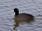 Beautiful Background With Amazing American Coot In The Lake Stock Photo