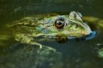 Green Frog Stock Photo