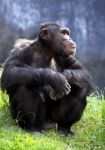 Chimpanzee Stock Photo