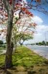 Beautiful Tree Beside A Road Stock Photo