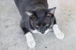 Black And White Cat Relaxing Stock Photo