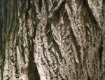 Tree Bark As A Background Stock Photo