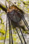 Harvestmen Stock Photo