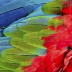 Greenwinged Macaw Feathers Stock Photo