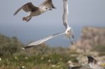 Young Seagulls Near The Cliffs Stock Photo