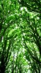 Tall Trees In Forest Stock Photo