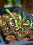 Seedling Plant In Nursery Stock Photo