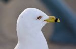 Beautiful Isolated Photo With A Gull On The Shore Stock Photo