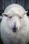 Close Up Face Of New Zealand Merino Sheep In Rural Livestock Farm Stock Photo